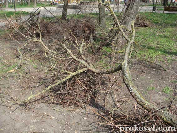 Влада оголосила війну ковельським воронам