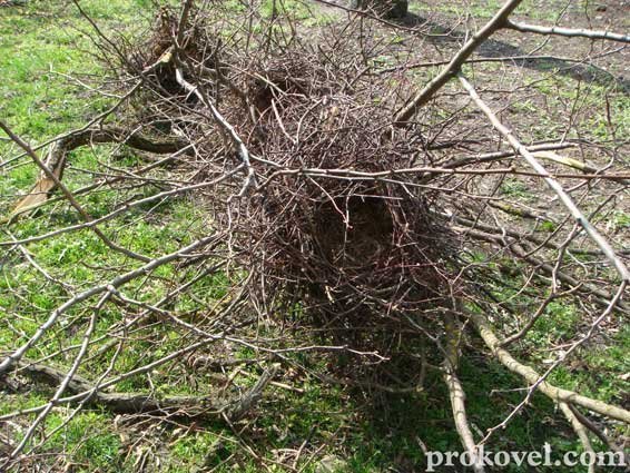 Влада оголосила війну ковельським воронам