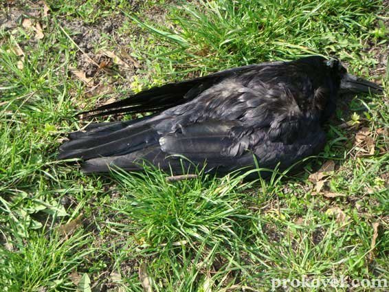 Влада оголосила війну ковельським воронам