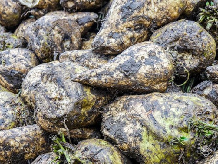 Відомі перші результати урожайності цукрових буряків на Волині