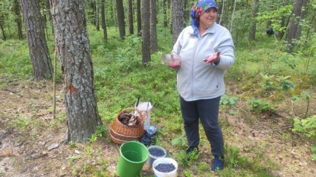 У волинських лісах добре вродили чорниці. ВІДЕО