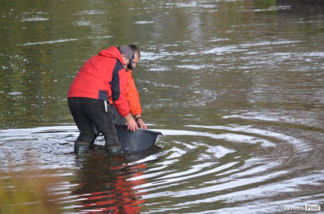 Щука, короп і судак: у луцький Стир випустили тисячі рибин. ФОТО
