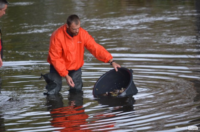 Щука, короп і судак: у луцький Стир випустили тисячі рибин. ФОТО