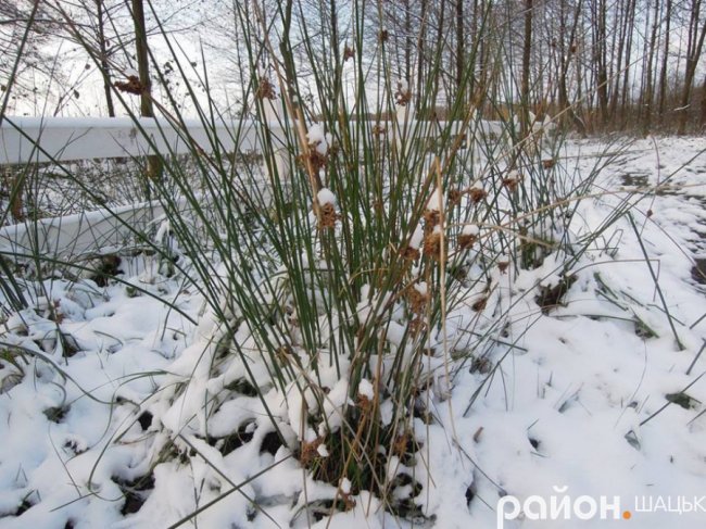 Шацькі озера засипало снігом. ФОТО