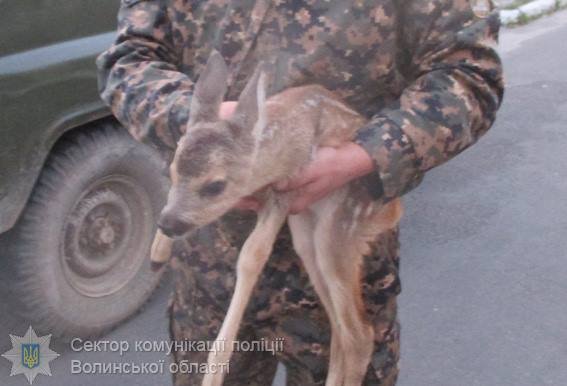 Волинянин віз у багажнику мертву косулю та її місячне маля