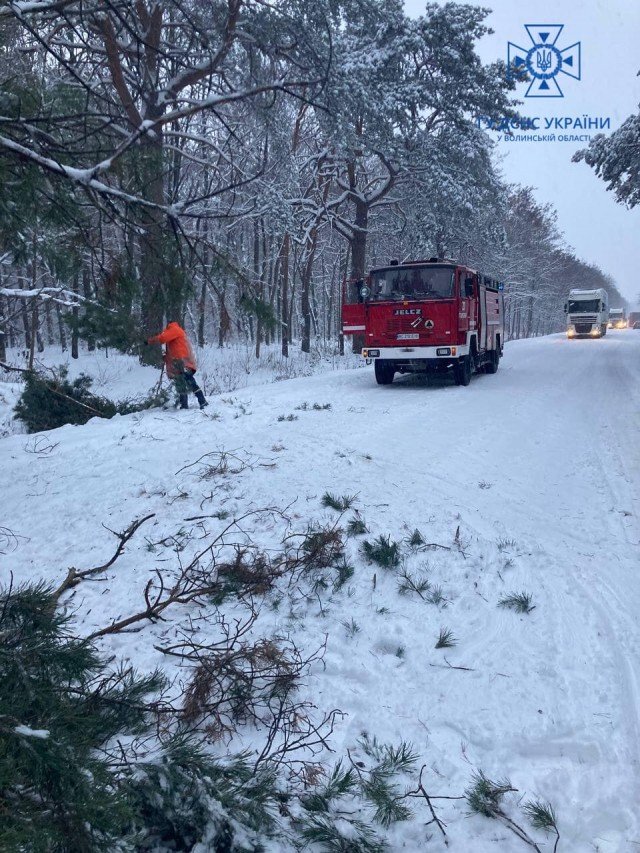 На Волині негода повалила дерева. ФОТО