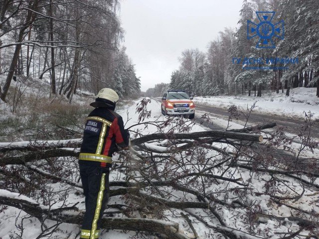 На Волині негода повалила дерева. ФОТО
