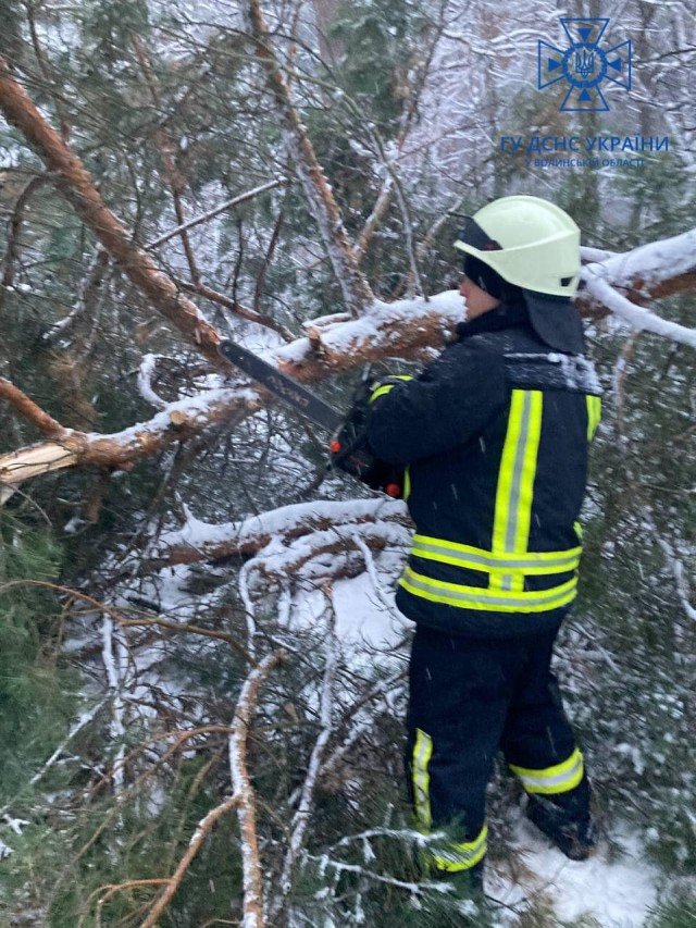 На Волині негода повалила дерева. ФОТО