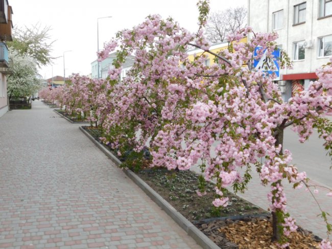 «Хай буде весна»: у місті на Волині зацвіла алея сакур. ФОТО