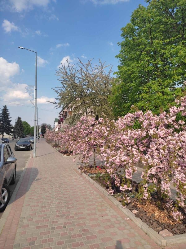 «Хай буде весна»: у місті на Волині зацвіла алея сакур. ФОТО