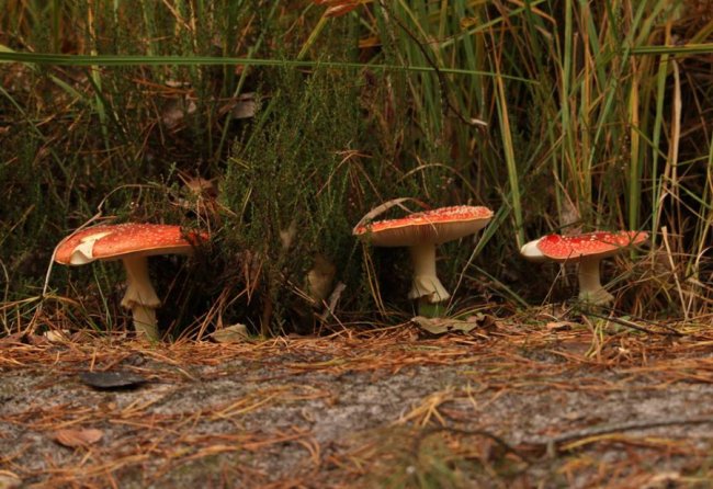 Волинський фотограф показав «впольовані» грибочки