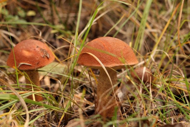 Волинський фотограф показав «впольовані» грибочки