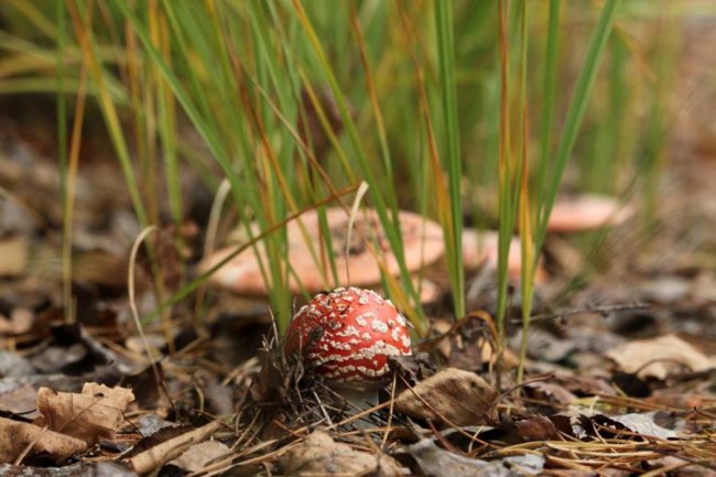 Волинський фотограф показав «впольовані» грибочки