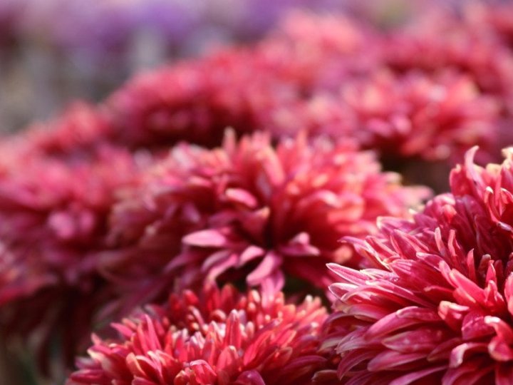 Де в жодному разі не можна садити хризантеми, бо хворітимуть і не ростимуть: найгірші місця