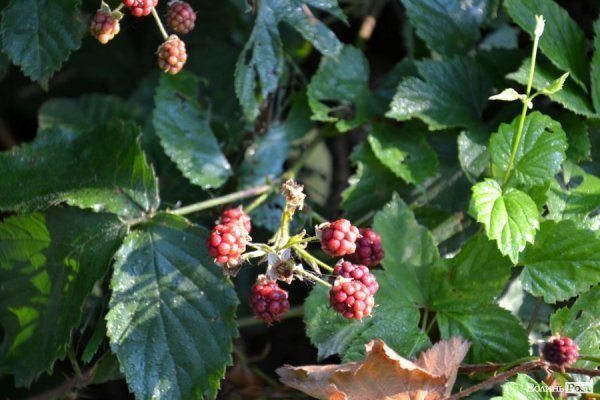 Де відпочивають волиняни: Гряда. ФОТО