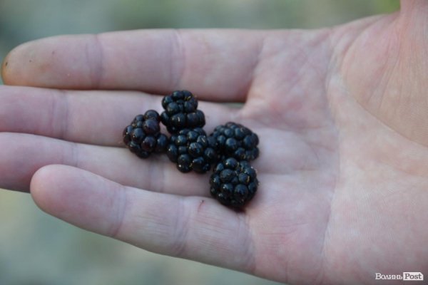 Де відпочивають волиняни: Гряда. ФОТО