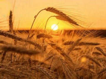 Погода в Луцьку на п'ятницю, 27 серпня