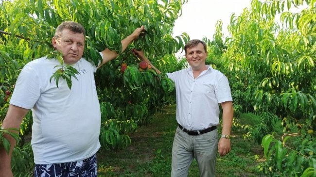 Сім'я з Волині вирощує персики і щороку збирає 7 тонн солодких плодів