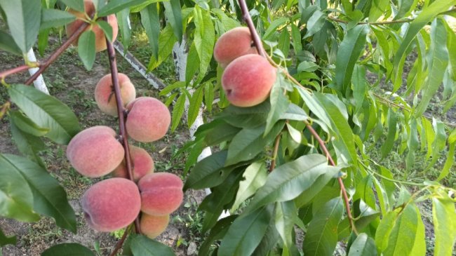 Сім'я з Волині вирощує персики і щороку збирає 7 тонн солодких плодів