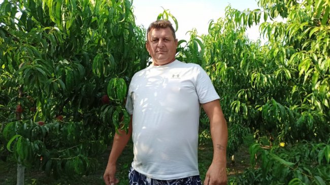 Сім'я з Волині вирощує персики і щороку збирає 7 тонн солодких плодів