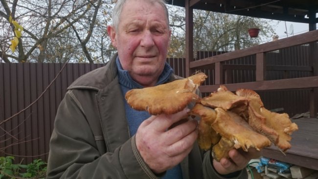 Волинянин  назбирав біля будинку опеньок-велетнів. ФОТО