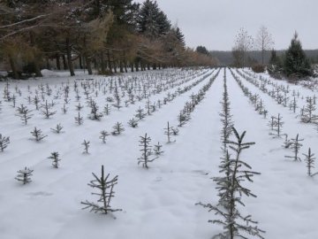 Як і де на Волині вирощують новорічні дерева. ВІДЕО
