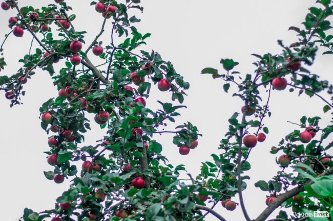 Соковиті й налиті сонцем дарунки осені: що вродило в садах і на городах лучан. ФОТО