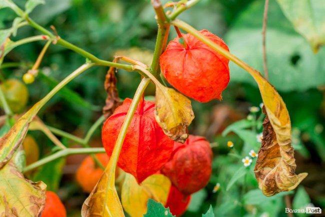 Соковиті й налиті сонцем дарунки осені: що вродило в садах і на городах лучан. ФОТО