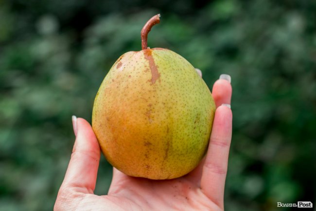 Соковиті й налиті сонцем дарунки осені: що вродило в садах і на городах лучан. ФОТО
