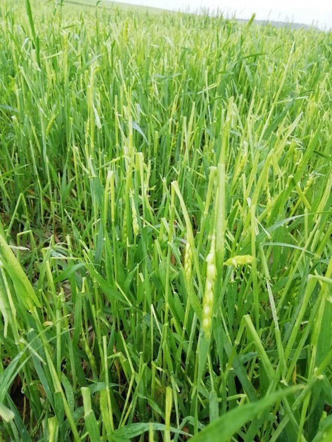 Врожаю не буде: на Ковельщині град побив сотні гектарів поля. ФОТО