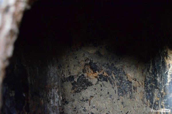 У луцькому «парку Горького» зрізують найстаріші дерева. ФОТО