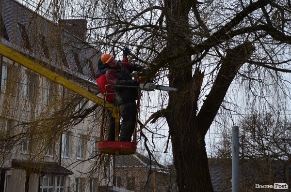 У луцькому «парку Горького» зрізують найстаріші дерева. ФОТО
