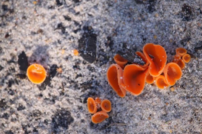 Волинянин натрапив на дивні їстівні гриби. ФОТО