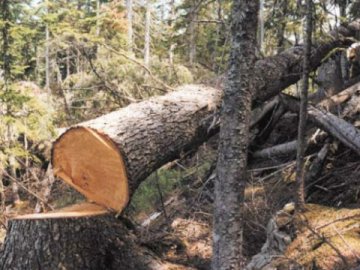 На Волині незаконно зрубали сосни і намагалися сховати їх у дворі 
