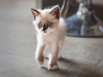 На Рівненщині чоловік вбив сусідського кота, бо той з’їв рибу