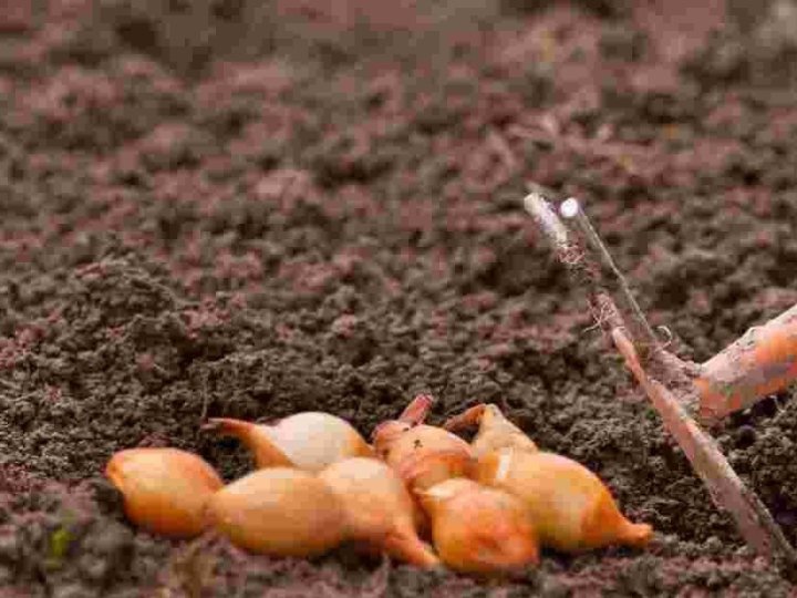 Чому цибуля, посаджена під зиму, завжди смачніша: про це не знають навіть досвідчені городники