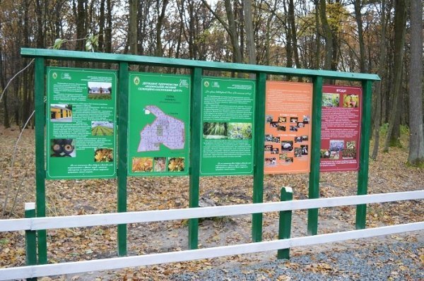 3000 волонтерів, 750 кубів сміття: завершився місячник прибирання лісів на Волині