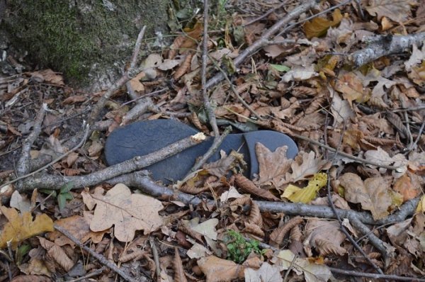 3000 волонтерів, 750 кубів сміття: завершився місячник прибирання лісів на Волині