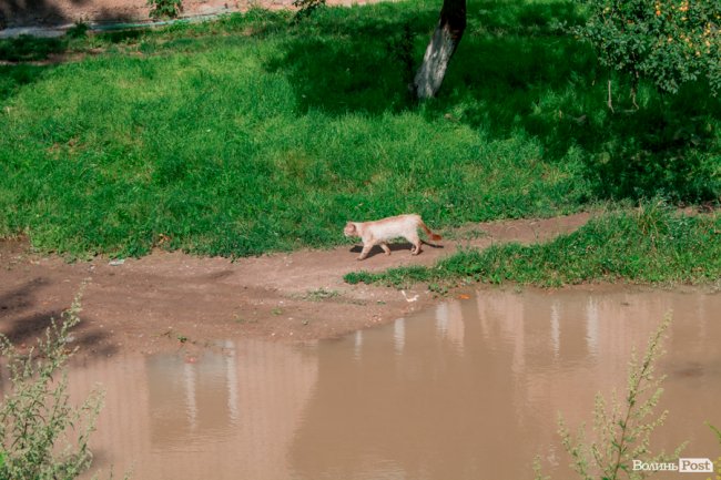 Там, де розвертаються тролейбуси: як живе 40-ий мікрорайон Луцька