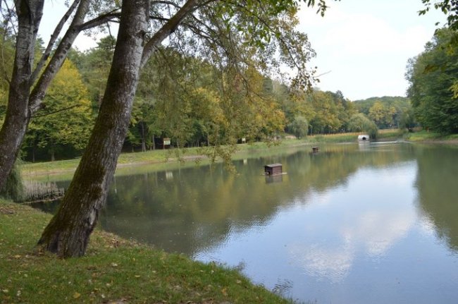 Поляки приїхали на Волинь вчитися вирощувати ліси. ФОТО