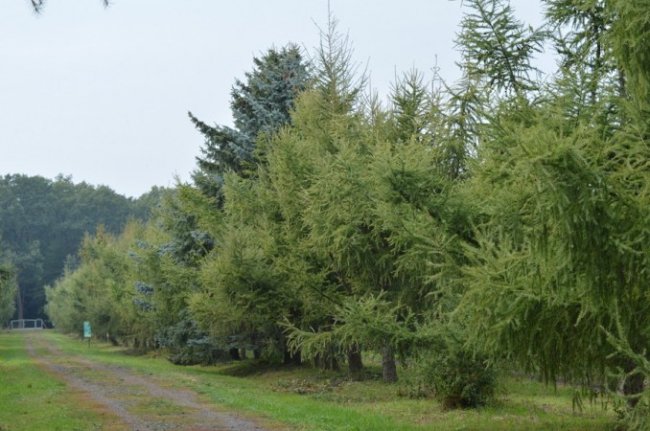 Поляки приїхали на Волинь вчитися вирощувати ліси. ФОТО