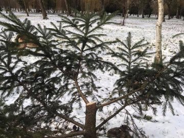 У луцькому парку невідомі зрубали ялинки