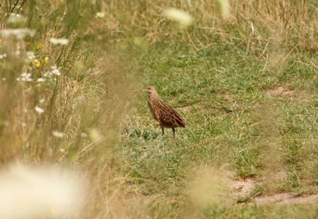 Волинський фотограф підловив грайливого птаха