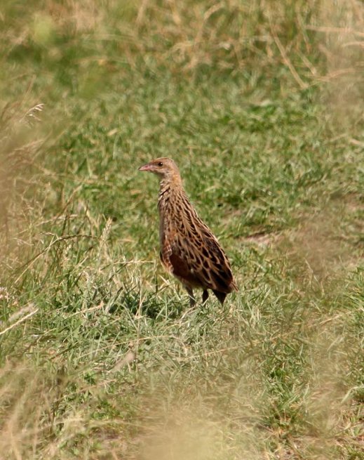 Волинський фотограф підловив грайливого птаха