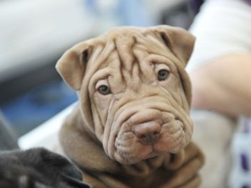 Учені вивели нову формулу перерахунку віку собак у «людські роки»