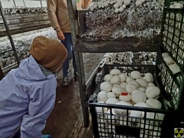 В Україні вирощують гриби-велетні 