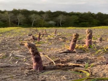 На Волині у промислових масштабах вирощують спаржу 