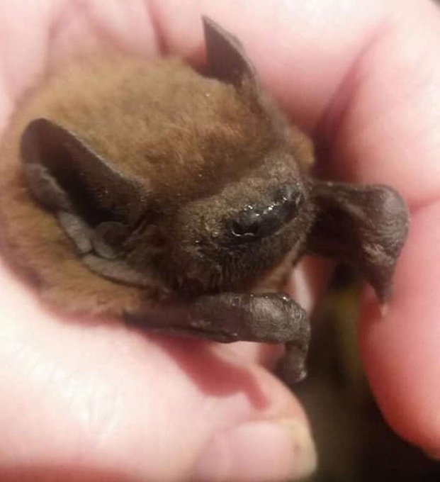 Волинян закликають допомогти повернути додому кажанів, які зимували у щілинах вікон. ФОТО