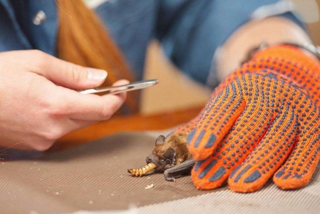 Волинян закликають допомогти повернути додому кажанів, які зимували у щілинах вікон. ФОТО