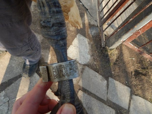 До слова, на лапці у лебедя кільце із написом Minsk, Belarus